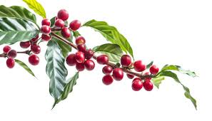 Coffee Cherry fruit from Colombia