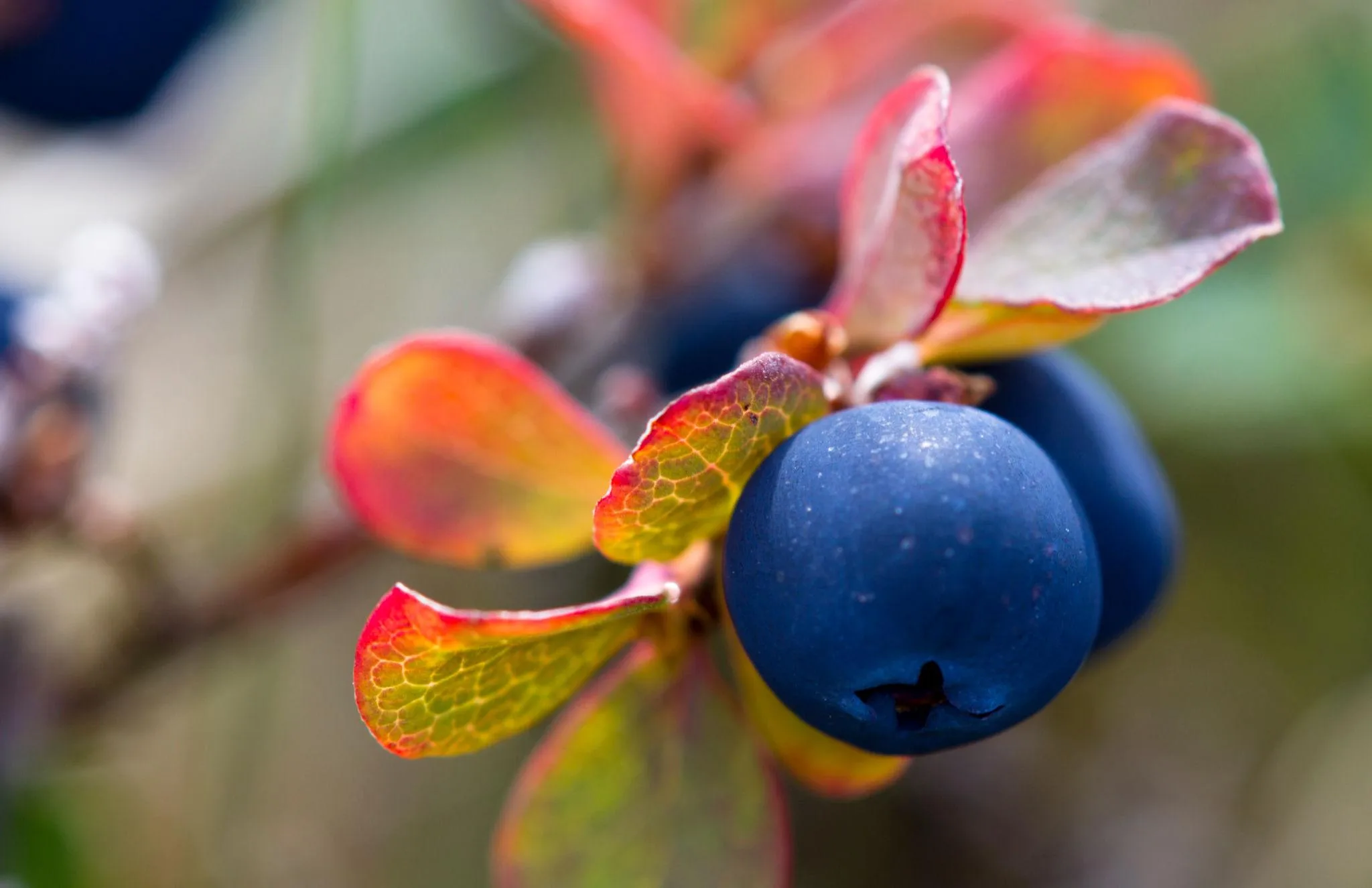 Crowberry fruit from Iceland
