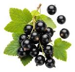 Currant fruit from Belarus
