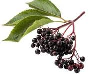 Elderberry fruit from Austria