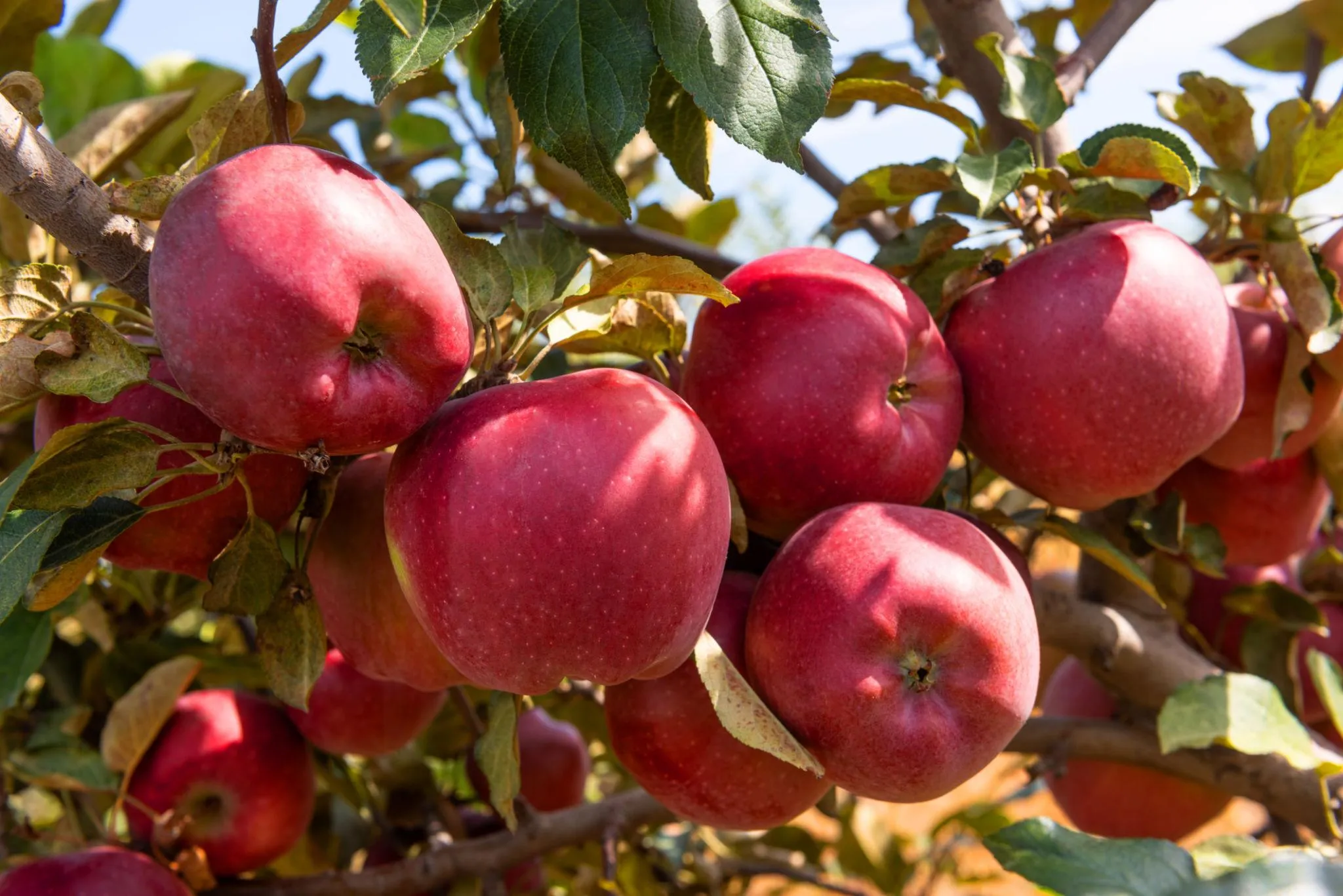 Apple fruit from Kazakhstan