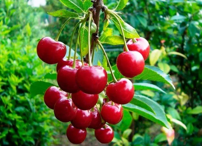 Cherry fruit from Kazakhstan