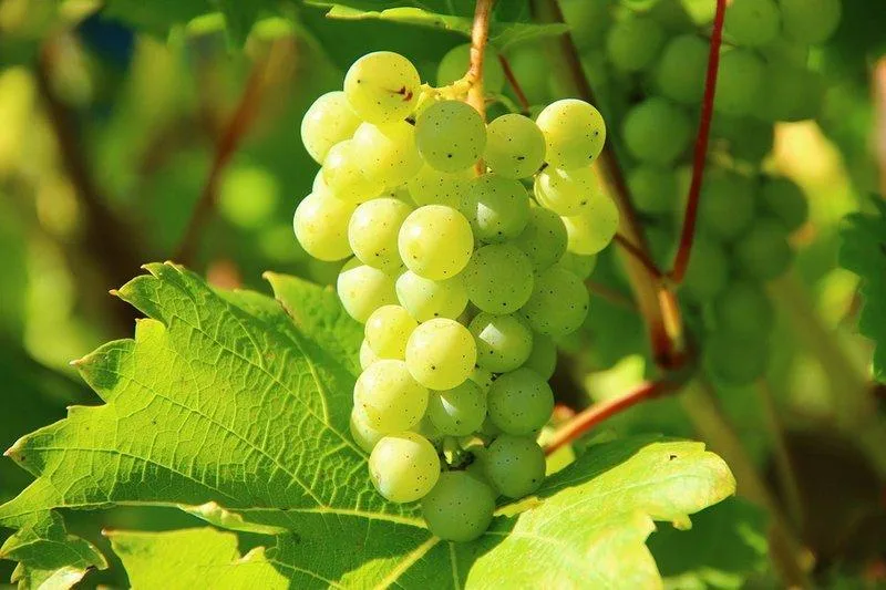 Grapes fruit from Kazakhstan