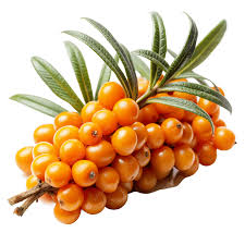 Sea Buckthorn fruit from Kazakhstan