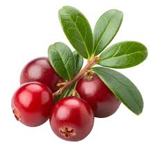 Lingonberry fruit from Lithuania