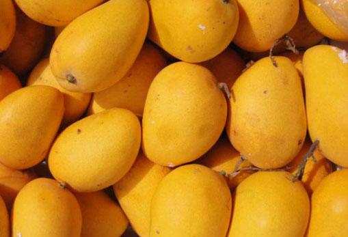 Mango fruit from Myanmar