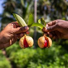 Nutmeg Fruit fruit from Grenada
