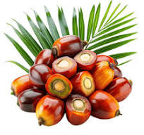 Oil Palm Fruit fruit from DR Congo