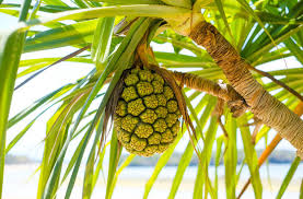 Pandanus Fruit fruit from Micronesia