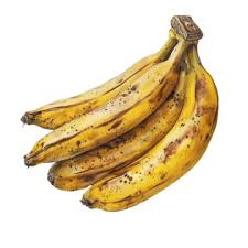 Plantain fruit from Congo