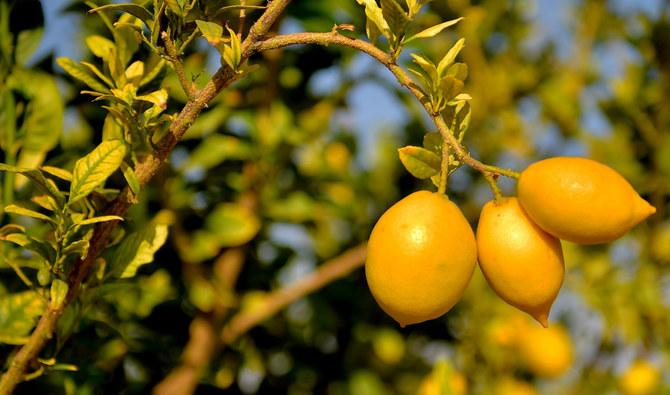 Citrus fruit from Saudi Arabia