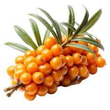 Sea Buckthorn fruit from Mongolia