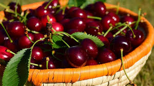 Cherry fruit from Uzbekistan