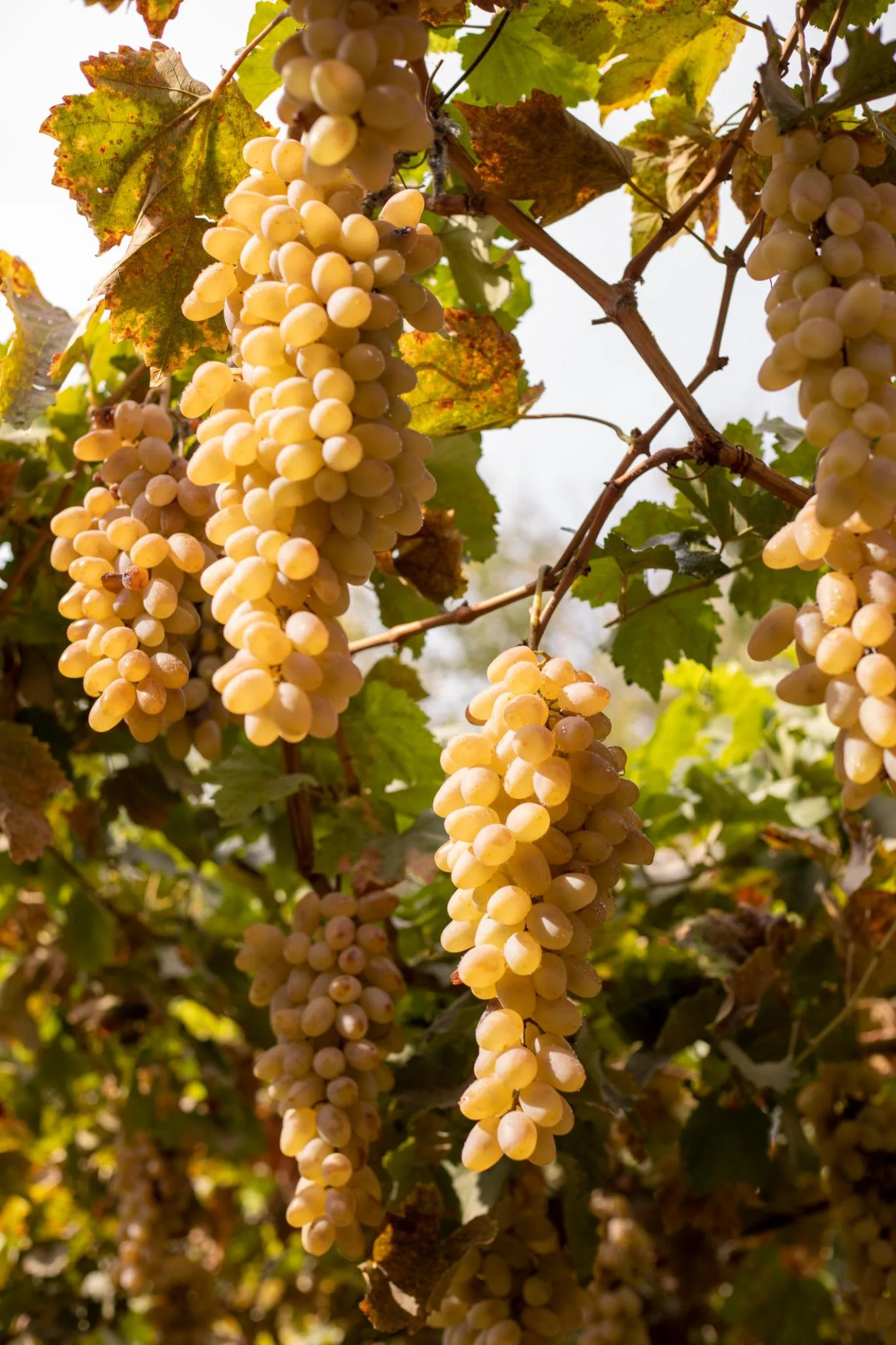 Grapes fruit from Uzbekistan