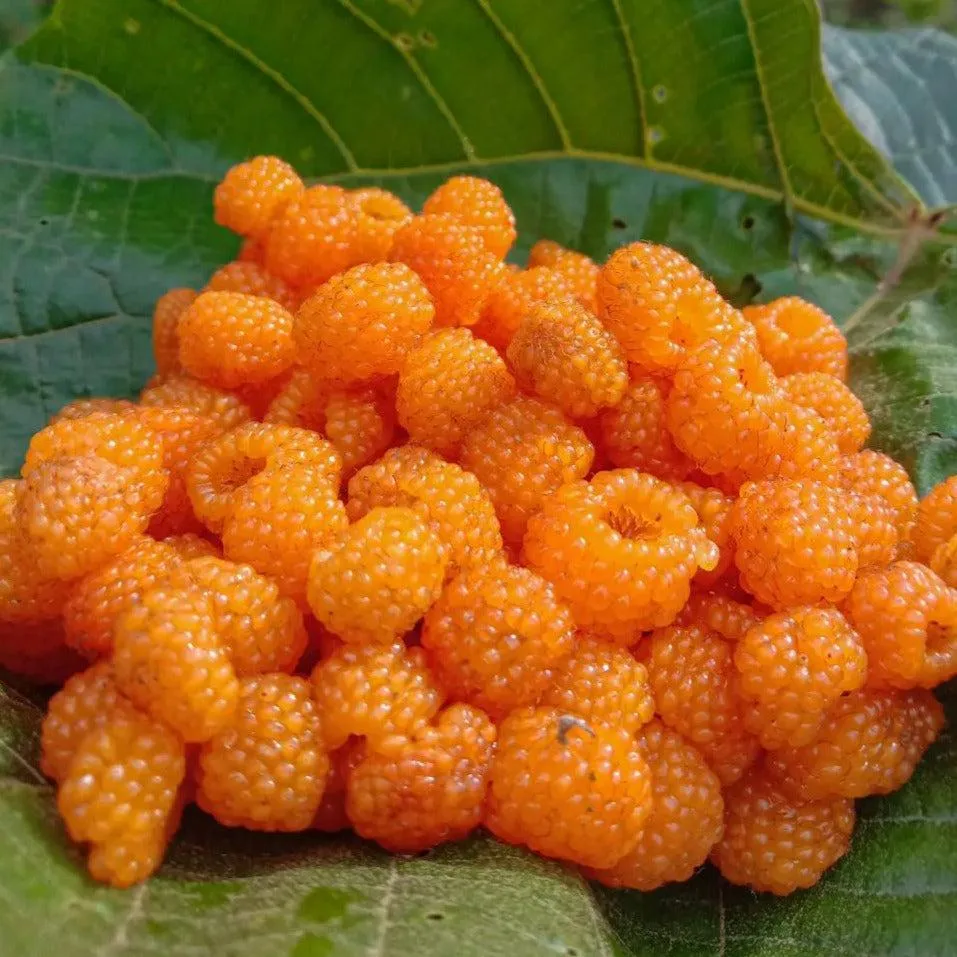 Wild Himalayan Berry fruit from Nepal