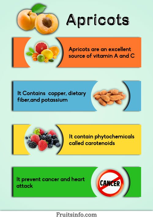 Apricots Infographic Apricots Infographic