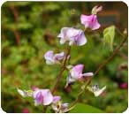 Hyacinth Bean white flower Hyacinth Bean white flower