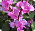 Hyacinth Bean Purple flower Hyacinth Bean Purple flower