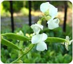 Hyacinth Bean white flower Hyacinth Bean white flower