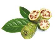 Morinda tropical fruit