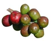Red Mombin tropical fruit