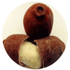 Cupuacu Tropical fruit
