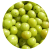 Indian Gooseberry tropical fruit