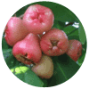 Rose Apple tropical fruit
