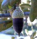 acorn