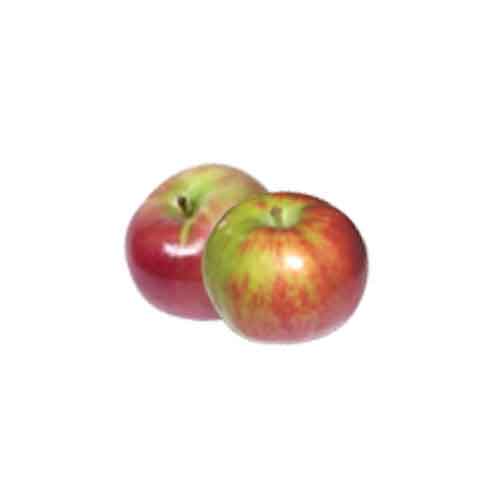 Apple fruit History of Apples Nutrition Facts