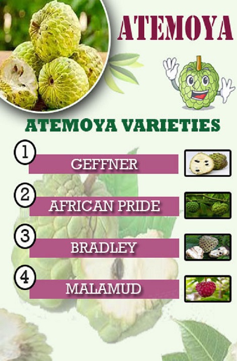 Atemoya fruit Infographic