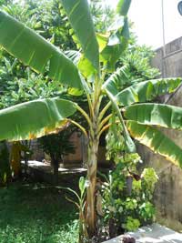 Banana Tree Banana Tree
