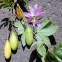 fruits