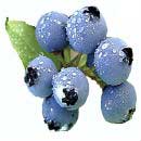 Blueberries