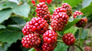 boysenberry autumn fruit1