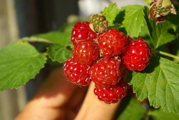 boysenberry autumn fruit2