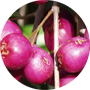 brush-cherry