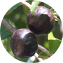 burdekin-plum