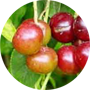 capuli-cherry