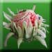 Watermelon Flower