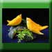 Fruit Carving - Colourful Parrot 