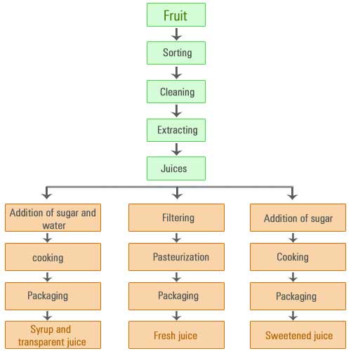 Fruit Classification Chart