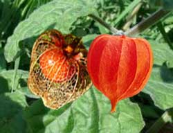 chinese-lantern chinese-lantern