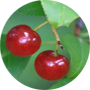 chokecherry