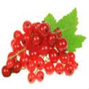 Currants-spring fruits