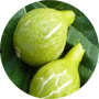 desert-fig