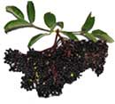 elderberry