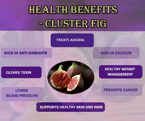 Cluster Fig fruit Infographic