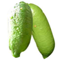 finger-lime