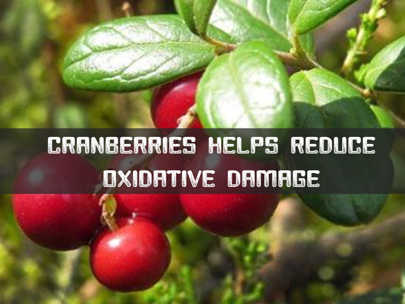 Cranberries Fruit Cranberries